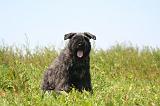 BOUVIER DES FLANDRES 495